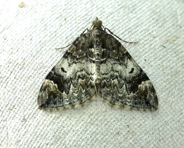 common marbled carpet
